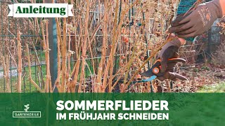 Sommerflieder Frühjahrsschnitt So schneidest du deinen Schmetterlingsflieder im März zurück [upl. by Nylaf968]