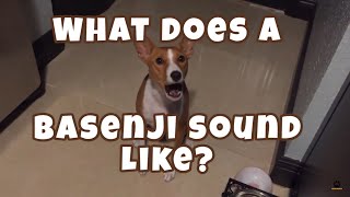 What Does a Basenji Sound Like [upl. by Atnauq189]