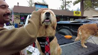 How a Dog became the Mayor of Idyllwild California  Mayor Max [upl. by Gebler]