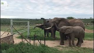 The Amazing Moment the Elephants React to the Scent of the New Baby Orphan Phabeni [upl. by Bolton]