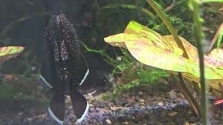 Corydoras Eques und L183 mit Nachwuchs [upl. by Airotnahs]