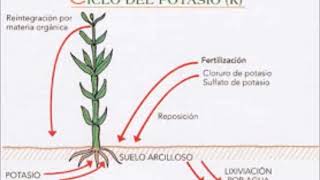 Ciclos biogeoquímicos Ciclo del Potasio K [upl. by Hsekar]