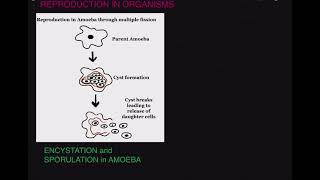 ENCYSTATION and SPORULATION in Amoeba [upl. by Buschi]