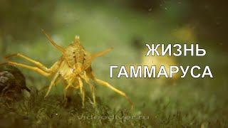 GAMMARUS LIFE ЖИЗНЬ ГАММАРУСА [upl. by Nalorac]