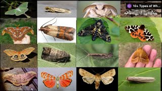 Types of Moths  Moth Species In English  Learn Moth Species [upl. by Lamee]