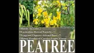 Siberian PEA TREE PEA SHRUB  Caragana arborescens Seeds on wwwMySeedsCo [upl. by Shinberg]