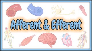 37 Afferent amp Efferent Terms  2D Animation [upl. by Yotal]