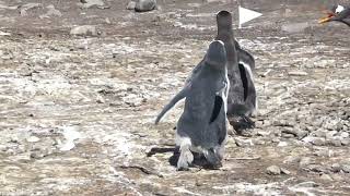 Gentoo Penguins running Part 2 [upl. by Genet295]