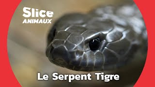 Techniques de Survie du Serpent Tigre I SLICE ANIMAUX [upl. by Ajar]