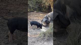 Piglet Visiting Neighbor amp Eating Her Food shorts [upl. by Friederike]