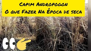 Capim Andropogon Depois de Seco O que Fazer [upl. by Iraj]