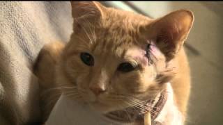 Hes my sons little hero Cat takes a bullet and saves 3 year old in York [upl. by Adiaz]