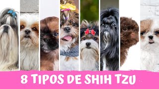 CONHEÇA 8 TIPOS DE SHIH TZU  Você vai se surpreender [upl. by Pol490]