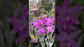 Hoffmannseggella rupestris orquideas orchids cattleyas laelia flores plantas [upl. by Razid]