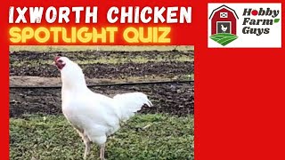 Ixworth Chicken Spotlight Quiz [upl. by Hayarahs]