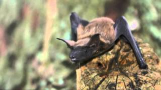 Fun Facts About Bats [upl. by Ellecrag]