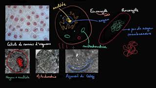 Les cellules procaryotes et eucaryotes [upl. by Ennovyhs]