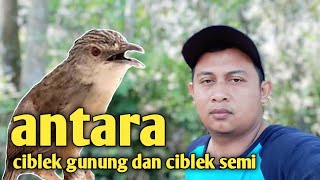 Antara ciblek semi dan ciblek gunung  lengkap dengan cara memilih cigun jantan [upl. by Eldnek]