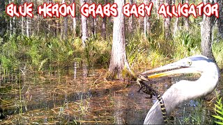 BLUE HERON GRABS BABY ALLIGATOR [upl. by Ainsley430]