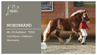 Nordbrand Prämienhengst bei der Körung 2023 in Wickrath [upl. by Rialc]