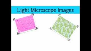 Comparing Microscopes [upl. by Roxie]