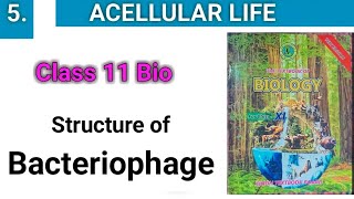 Structure of Viruses  Bacteriophage and TMV  class 11 [upl. by Cimah]