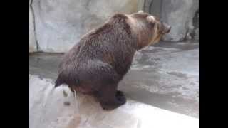 San Diego Zoo Bear Poops [upl. by Oizirbaf969]