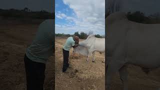 Touro Nelore Manso e a Pasto gado sertanejo nordeste [upl. by Artenahs]