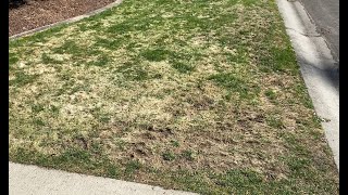 Renovate Your Lawn Using Seed  Dont Buy Sod [upl. by Faunia]