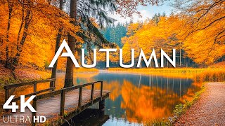 Enchanting Autumn Forests with Beautiful Piano Music🍁4K Autumn Ambience amp Fall Foliage 20 [upl. by Eiuqram745]