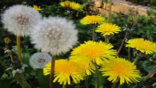 Propiedades Curativas del Diente de Leon Taraxacum officinale [upl. by Albemarle]