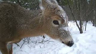 Rockwood Deer Cam 3 [upl. by Marutani]