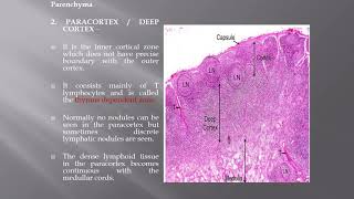 LYMPH NODE histology [upl. by Hodgkinson]