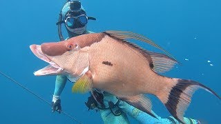 Spearfishing for Hogfish Cubera Dog and Mutton Snappers [upl. by Aneloj453]