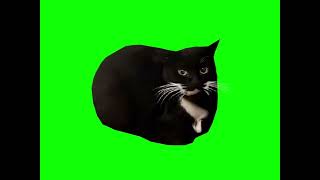 green screen cat  26  I’m didn’t count [upl. by Portie473]