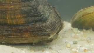 Anodonta cygnea  Teichmuschel  Swan Mussel [upl. by Feinstein]