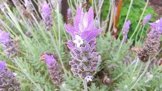 COMO PLANTAR LAVANDA EM VASOS [upl. by Martinez]