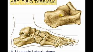 El esguince de tobillo 🦵🏾  Kinética Salud  fisioterapia [upl. by Idnew]