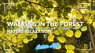 CAMMINIAMO NELLA FORESTA A CONTATTO CON LA NATURA  4K 60FPS  MONTAGNE  NATURE RELAXATION [upl. by Dene]