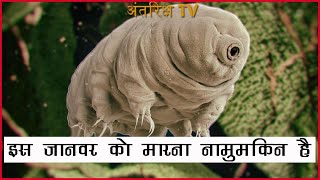 Interesting Facts of Tardigrade In Urdu  Hindi [upl. by Peih]