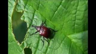 Western Rose Curculio [upl. by Gert]