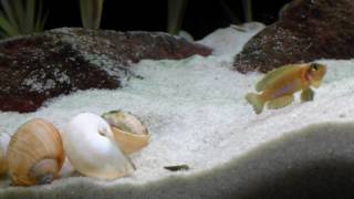 Lamprologus ocellatus and speciosus fight  Tanganyika shell dwellers  Muszlowcepl [upl. by Gerfen]