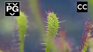 life  Sundew living flypaper  BBC one [upl. by Dulce]