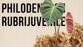 Sistemo il mio Philodendron rubrijuvenile [upl. by Ennyroc]