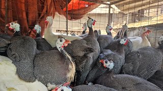 BECOME A GUINEA FOWL FARMING EXPERT IN 20 MINUTES kaijaagroinvestmentscompany [upl. by Talbott]