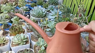 paano ako magdilig ng bagong tanim na succulent at kailan ako nagdidilig •succulent sa lowland [upl. by Eelame885]