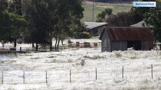 Spider Webs Conquer Australia [upl. by Eenwahs]