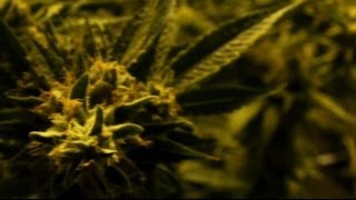 LEGALISING CANNABIS IN SEATTLE  1 YEAR ON  BBC NEWS [upl. by Pippo]