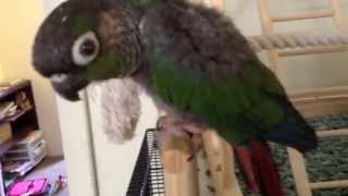 Green cheek Conure talking saying pretty bird 2 [upl. by Torie421]