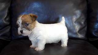 Jack Russell Terrier puppy quotBearquot [upl. by Gerbold504]